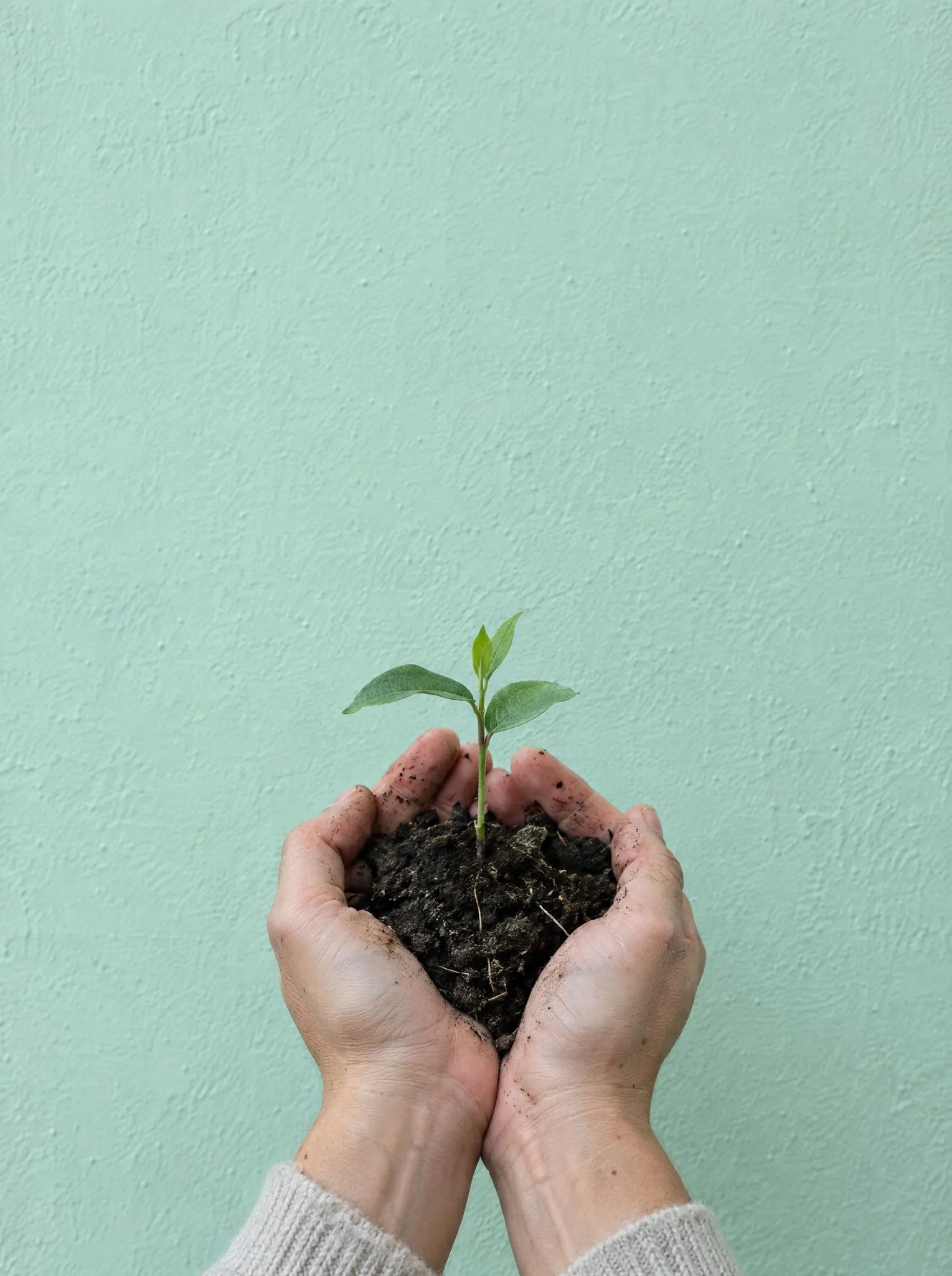 Hands holding soil with a small green sprout